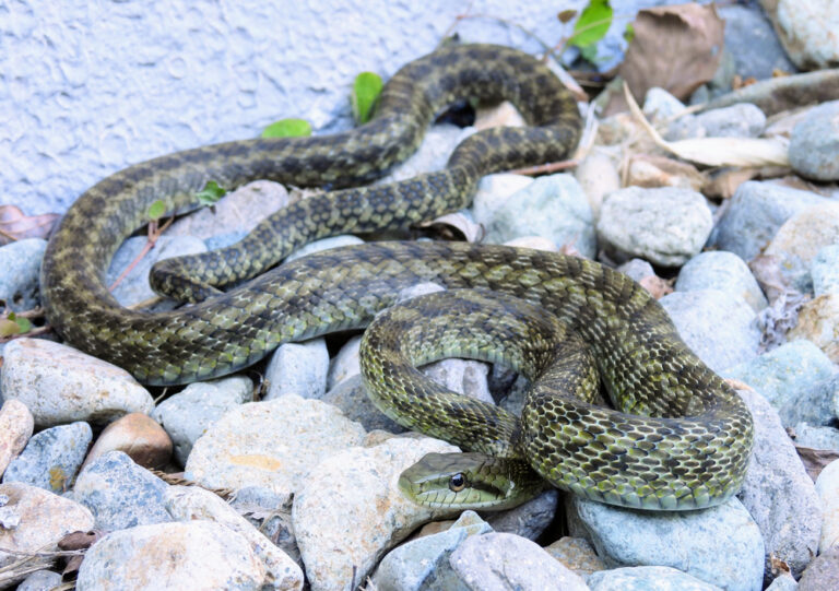 アオダイショウの臭いの原因と対策は？飼育方法と合わせてご紹介！