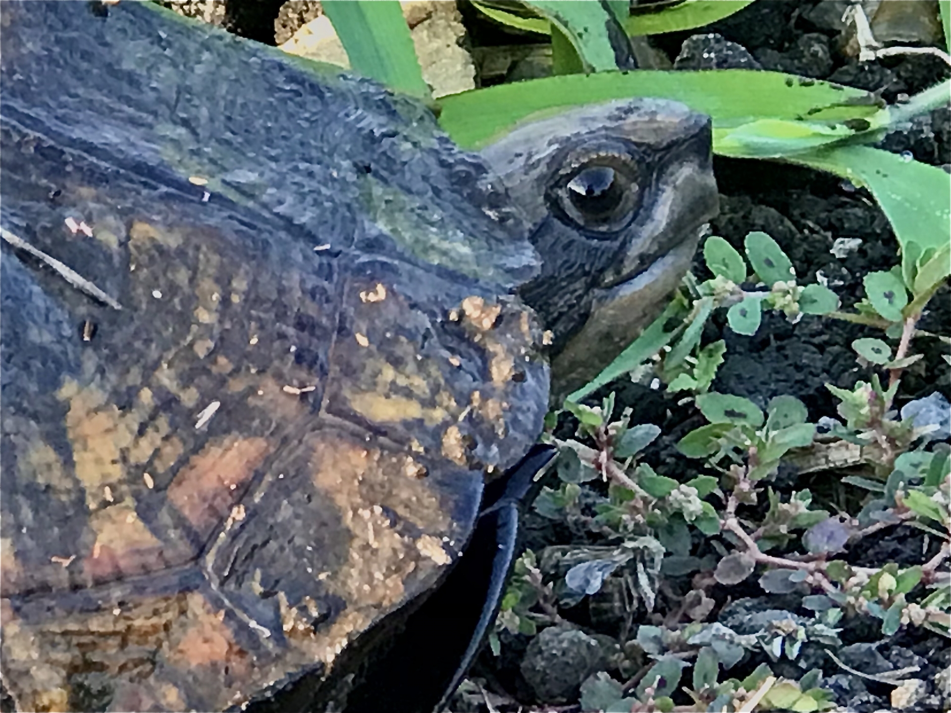 クサガメは飼育禁止になるの?外来種認定と今後の規制動向を徹底解説! | REPTILES
