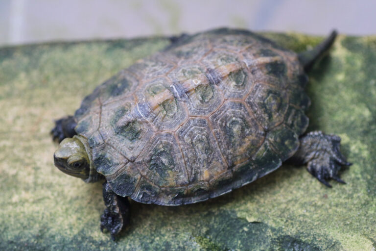 ニホンイシガメの飼育は難しい？屋内・屋外それぞれの飼い方と寿命についても解説！