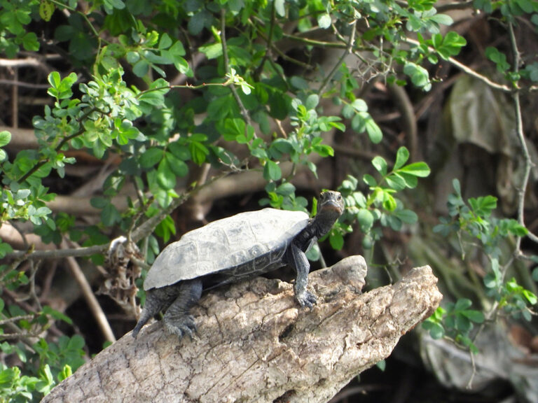 ニホンイシガメを見つけたらどうすべき？絶滅危惧種は飼育しても良いのかについて解説！