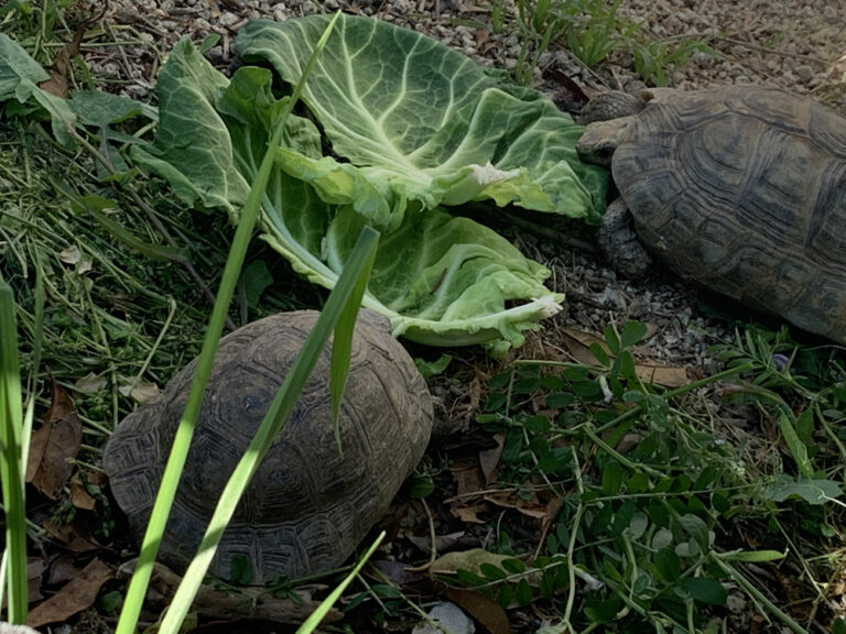 リクガメに野菜を与えたい！選び方と保存方法の極意を解説！