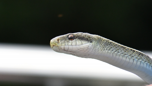 アオダイショウが餌を食べない原因と対処法｜拒食のパターン別に詳しく解説